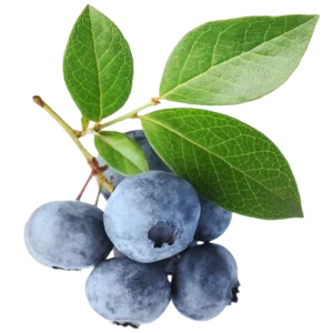 Mėlynės